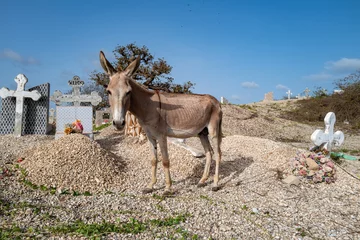 Aluminium Prints Antelope Un âne attaché à la tombe de son maître dans un cimetière en Afrique occidentale