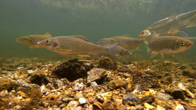 A large variety of freshwater fish including Trout, Chub, Grayling, Roach and Dace swim in River Avon. UK