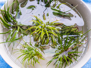Tillandsia plants, watering by soaking or dunking in a bowl of water and allowing the trichomes and leaves to soak up water. Houseplant care.