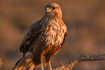 Mäusebussard