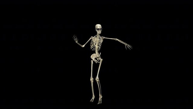 Pretty Skeleton - Belly Dancer - Funny Halloween 3D animation isolated on transparent background with alpha channel
