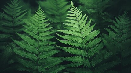 Fototapeta na wymiar Green fern leaf in forest. Dark vintage plant