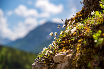 Wild alpine flowers on natural stone wall with blurred mountain peak and forests in background