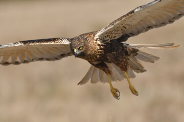 Rohrweihe im Flug