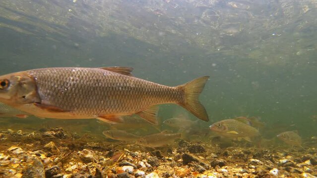A large variety of freshwater fish including Trout, Chub, Grayling, Roach and Dace swim in River Avon. UK