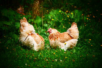 Deux poulettes Faverolle mangeant de l'herbe