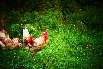 Coq roux dans le pré verdoyant