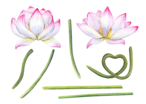Set of pink lotus parts for creating compositions. Blooming flower heads, green stems of water lily. Constructor for creating bizarre flower shapes. Watercolor illustration for design