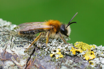 Closeup of a male Grey-patched Mining Bee, Andrena nitida, on lichen covered wood