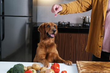 A dog of the Golden Retriever breed stands with its front paws on the kitchen table and looks at...