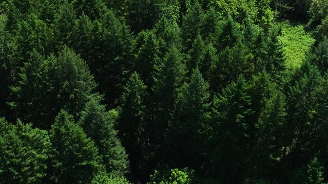 Aerial drone shot of Oregon wilderness, green forest in summer