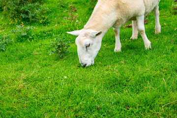 Fototapeta premium Sheep grazing in a green meadow on the Isle of Skye, Scotland, photo with copyspace.