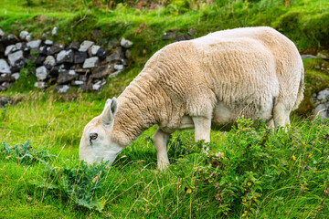 A sheep grazes quietly in a green field on the Isle of Skye, Scotland, UK.