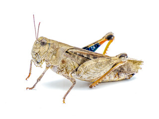 Orange winged Grasshopper - Pardalophora phoenicoptera - very large grey color insect with blue...