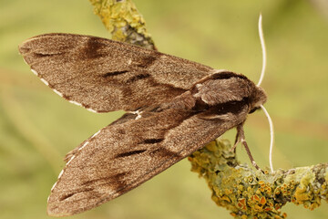 Dorsal closeup on the large Privet hawk-moth ,Sphinx pinastri sitting on a lichen covered twig