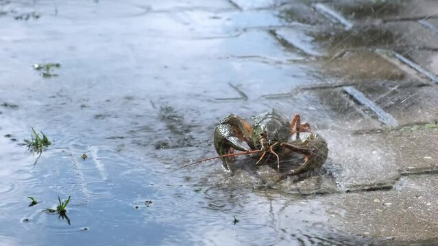Live freshwater crayfish under spraying water close-up. Green shell and claws. Moves his long antennae. His eyes bulged. Moving river Crawfish.