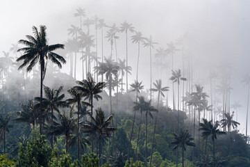 The Cocora Valley (