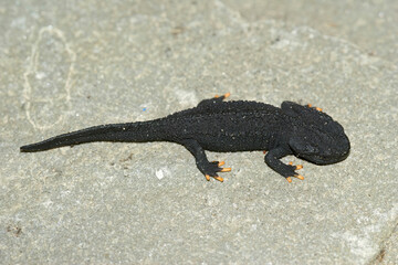 Closeup on a black juvenile of the critically endangered Japanese Anderson's salamander, Echinotriton andersoni