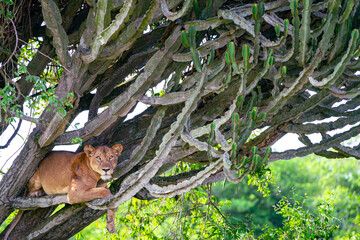 The famous Lions climbing trees in Queen Elizabeth National Park in Uganda.