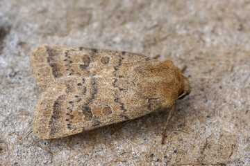 Closeup on the Uncertain owlet moth, Hoplodrina octogenaria sitting on wood