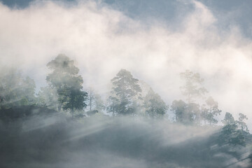 Forest in clouds and fog