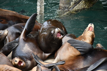 sea lions sleeping in pile