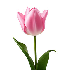 One single pink tulip flower as symbol of love, romance and beauty isolated on transparent background.