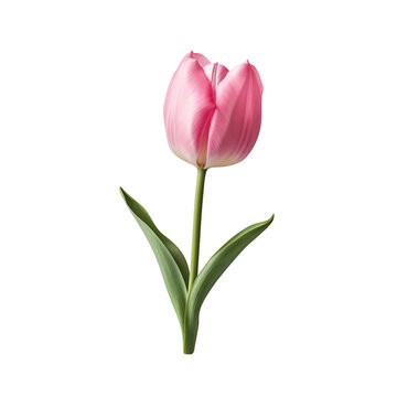 One single pink tulip flower as symbol of love, romance and beauty isolated on transparent background.