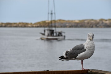 Seagull perched on dock, boat in background.