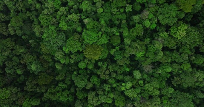  Tropical forest top view. Nature background. Drone view of Bali.