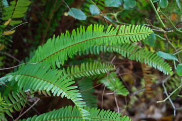 fern in the forest