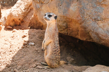 meerkat on the lookout