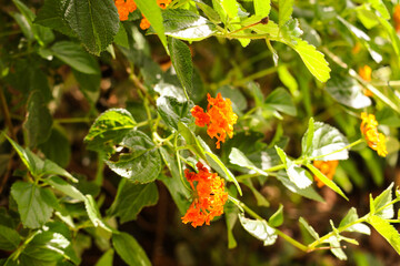Lantana Orange flower