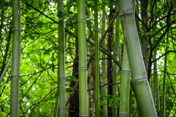 bamboo forest background