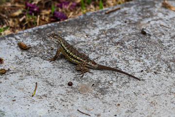 lizard on the concrete
