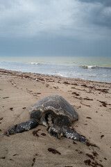 Une tortue marine morte échouée sur une plage au Sénégal en Afrique occidentale