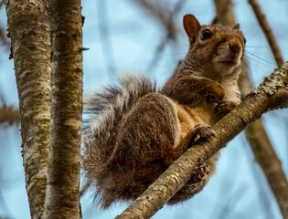 squirrel on tree