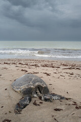 Une tortue marine morte échouée sur une plage au Sénégal en Afrique occidentale