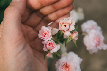 Delicate pink buds of a miniature rose on a flowering shrub in a female gardener's hand. Young lady is choosing blossoming flowers Bridal theme Beautiful fresh flowering plants on a brunch in rosarium