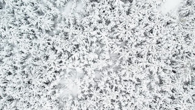 a view of the forest in the air, the camera zooms in on the trees. trees in a snowy forest, pine trees under snow aerial view