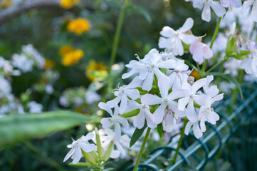 white flowers in the garden