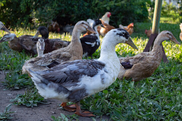 ducks on the farm