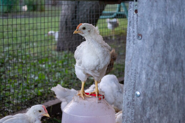 chicken in the farm
