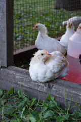 white chickens in the yard