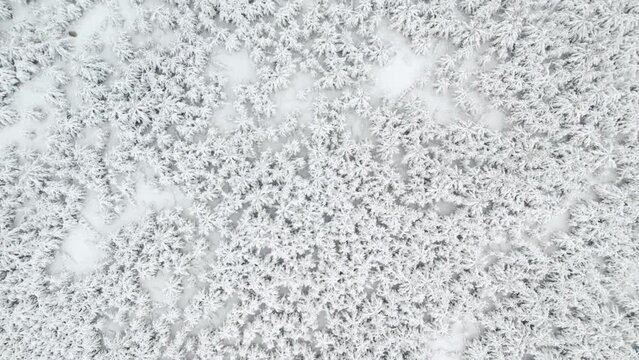 drone view of the winter forest, trees in the snow. winter forest camera movement above it