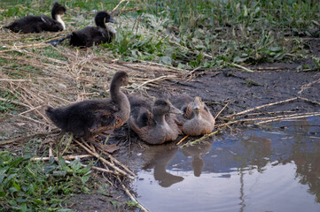 ducklings near the water
