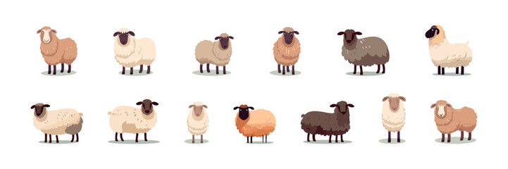 Sheep set flat cartoon isolated on white background. Vector isolated illustration