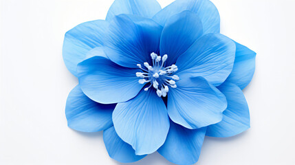 Blue flower isolated on white background