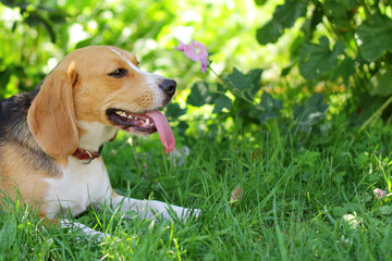 a small dog of the Beagle hunting breed. cute pet dog