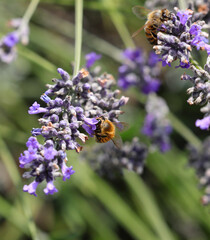 bee sucking the nectar of fragrant lavender flowers in the countryside in summer